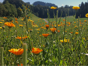 Naturkosmetika herstellen Naturkosmetik