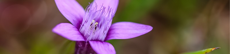 Gentian Bachblüte Nr.12